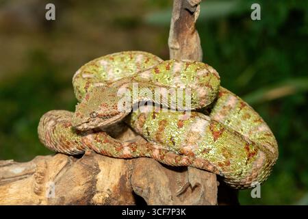 Un bel arbre de noël morph Eyelash Viper (Bothriechis schlegelii), enroulé sur une branche. Une vipère de fosse venimeuse d'Amérique centrale et d'Amérique du Sud Banque D'Images
