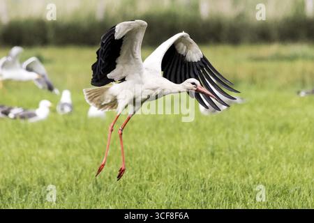White Stork ou Clapper Stork, étude de vol au décollage, Nordhastedt, Schleswig-Holstein, Allemagne Banque D'Images