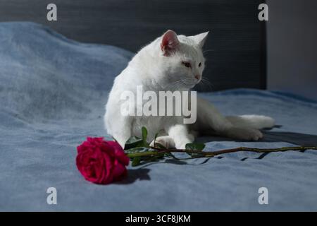 Un chat blanc repose confortablement sur un couvre-lit bleu, son regard dirigé vers l'extérieur comme une seule rose rouge repose à proximité. Le cadre respire une atmosphère chaleureuse et sereine, parfaite pour la détente. Banque D'Images