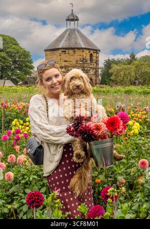 Une femme souriante tient son chien Cockapoo et un seau de dahlias fraîchement cueillis à Priory Gardens, Guisborough, North Yorkshire, Royaume-Uni. Banque D'Images