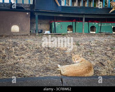Chat rouge reposant confortablement sur le sol près de plusieurs abris pour chats, avec d'autres félins curieux se prélassant en arrière-plan Banque D'Images