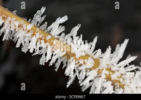 Accumulation importante de gel de houle sur la tige de roseau en hiver, Berwickshire, Écosse, décembre Banque D'Images