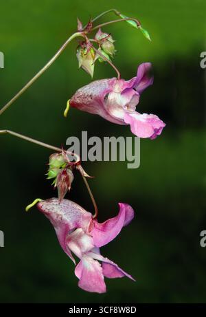 Himalaya / baume indien (Impatiens glandulifera) gros plan de fleurs de plantes poussant à côté de la rivière Tweed, Northumberland, Angleterre, août Banque D'Images