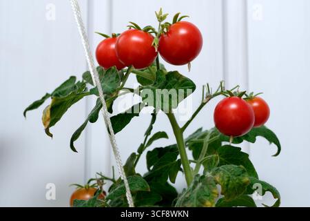 Des tomates rouges vives sont suspendues à une plante verte luxuriante dans un cadre intérieur confortable. Banque D'Images