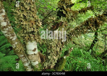 Lichen à l'arbuste (Lobaria pulmonaria) poussant sur les troncs de noisetier (Corylus avellana) avec d'autres lichens et mousses, dans les forêts des gorges. Banque D'Images