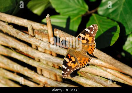 Painted Lady Butterfly (Cynthia cardui) se prélasser au soleil en début de soirée sur un treillis de saule dans un jardin, Berwickshire, Écosse, septembre Banque D'Images