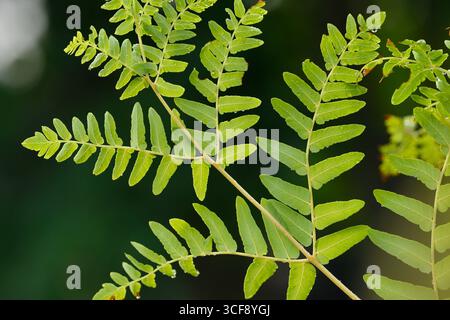 Fougère royale (Osmunda regalis) gros plan d'une fougère unique, île de Rum, Hébrides intérieures, Écosse, août Banque D'Images