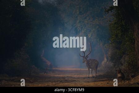 Cerf majestueux tacheté avec bois debout sur un sentier forestier dans les bois brumeux du parc national de Keoladeo, photographie animalière, animal sauvage, nature. Banque D'Images