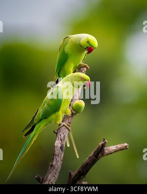 Paire de perruches à collier rose perchée sur une branche avec un fruit, plumage vert vif, perroquets sauvages exotiques dans leur habitat naturel, parfait pour l'observation des oiseaux Banque D'Images