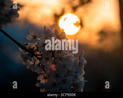 Cerisiers en fleurs en pleine floraison à Séoul, Corée du Sud, Banque D'Images