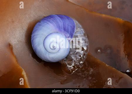Escargot de mer violet (janthina janthina) à la surface d'une fronde de varech après avoir été lavé à terre sur une plage de sable, une espèce holopélagique. Banque D'Images