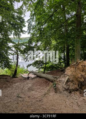 Un arbre majestueux se trouve déraciné près d'un lac tranquille, avec ses racines exposées et le sol perturbé. Banque D'Images