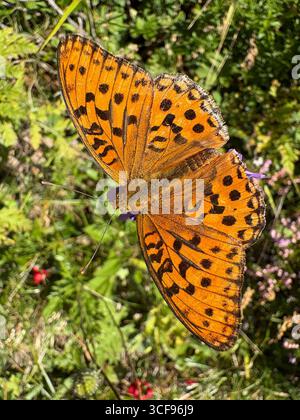 Du Buet au Mont Buet : fleurs sauvages, papillons et sommets alpins sans fin. Banque D'Images