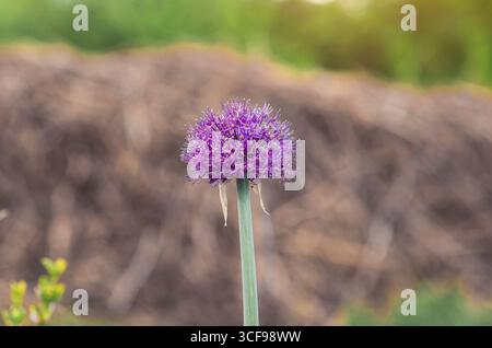 Oignon ornemental, Allium. Têtes de fleurs sphériques composées de nombreuses petites fleurs en forme d'étoile. Arrière-plan flou. Banque D'Images