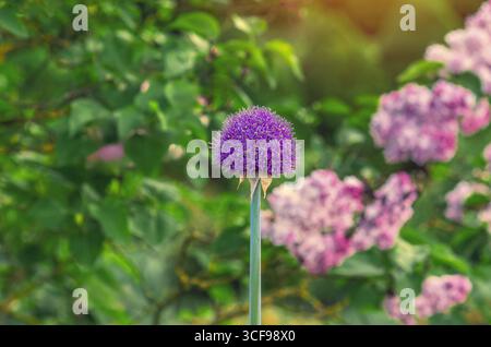 Oignon ornemental, Allium. Têtes de fleurs sphériques composées de nombreuses petites fleurs en forme d'étoile. Arrière-plan flou de buisson lilas. Banque D'Images
