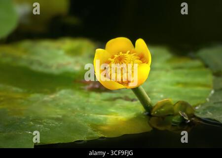Fleur de nénuphar jaune (Nuphar lutea) en gros plan Banque D'Images