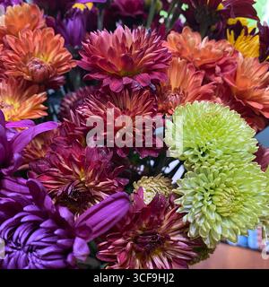 Un bouquet de fleurs de chrysanthème b ; orange et jaune, vert clair, violet et marron Banque D'Images
