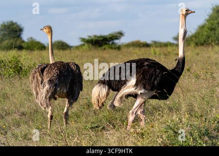 Paire d'autruches communes marchant dans le parc national de Nairobi, Kenya Banque D'Images