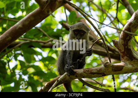 Singe bleu perché sur une branche d'arbre dans la forêt de Jozani, Zanzibar Banque D'Images