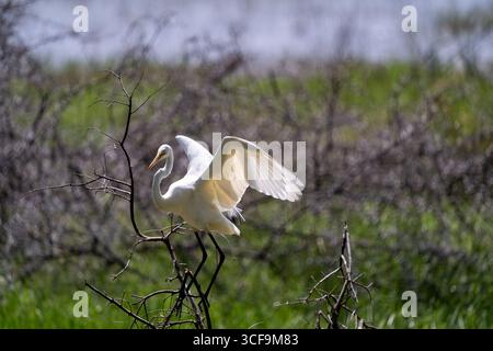 Grande aigrette étirant des ailes sur des branches dans le parc national du lac Manyara Banque D'Images