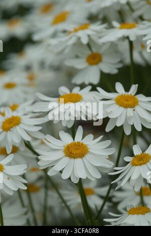 Des marguerites blanches brillantes avec des centres jaunes remplissent le jardin, se balançant doucement dans la brise chaude d'été sous un ciel bleu clair. Banque D'Images