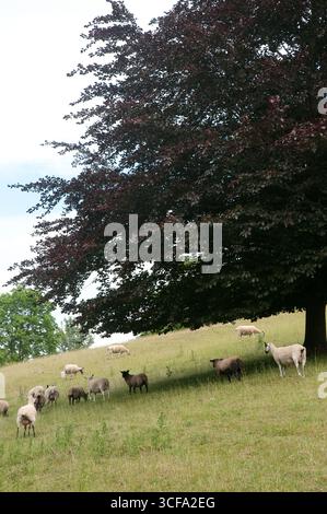 Un groupe de moutons pèle paisiblement dans un champ verdoyant, ombragé par un grand arbre par une journée ensoleillée dans la campagne. Banque D'Images
