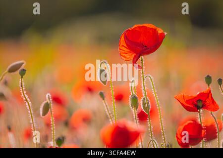 Cette image éclatante capture un champ tentaculaire rempli de coquelicots rouges éclatants à différents stades de floraison. Le premier plan nettement focalisé fleurs contras Banque D'Images