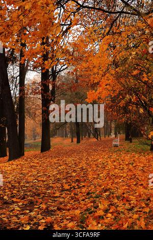 Parc d'automne en septembre, chemin aux feuilles rouges dans un brouillard dense. Beau paysage d'automne dans le parc, saisons. Banque D'Images