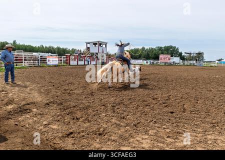 Une cow-girl à cheval tente habilement de lasso un veau dans un événement de rodéo de rodéo de corde de veau échappé au Enoch Indian Rodeo Alberta Canada Banque D'Images