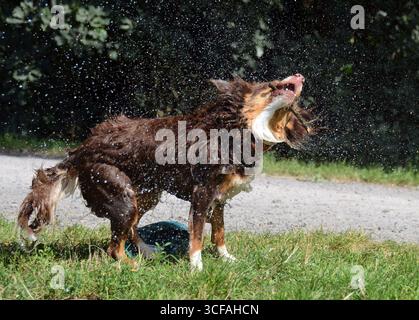 Un chien heureux secoue l'eau de sa fourrure, créant un jet dynamique de gouttelettes d'eau dans un parc par une journée ensoleillée. Banque D'Images