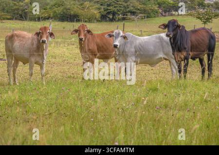 Quatre vaches gyr sur un champ d'herbe font une pause dans le pâturage pour poser pour la photo, dans une ferme dans les montagnes andines orientales du centre de la Colombie Banque D'Images