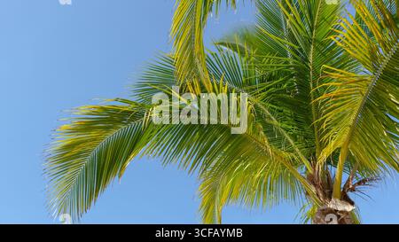 Palmier vibrant avec de longues frondes atteignant un ciel bleu vif, évoquant des sentiments de détente et de chaleur dans un cadre tropical Banque D'Images