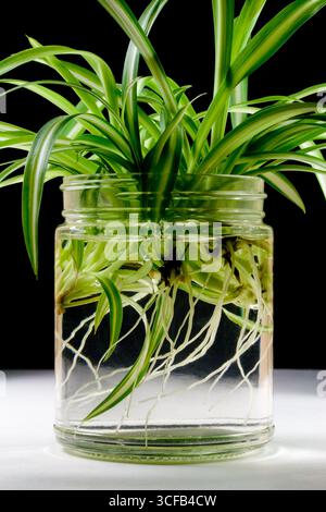 Araignée plante 'araignées' racines poussant dans l'eau - propagation des plantes Banque D'Images