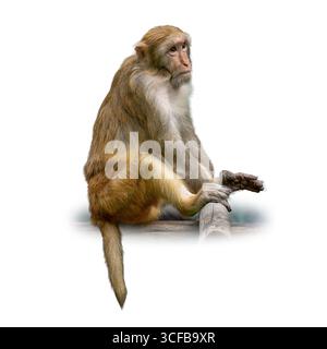 Gros plan d'un macaque Rhésus reposant sur une bûche de bois, montrant les détails naturels de sa fourrure et expressif Banque D'Images
