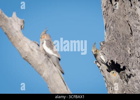 Les deux derniers, les jeunes cockatiels sont réticents à prendre leur premier vol comme l'a fait leur frère et sœur, perché sur une branche d'arbre voisine. Banque D'Images