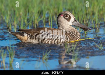 Un seul canard mâle à oreilles roses nage sur le rivage dans une piscine peu profonde, gardant un œil méfiant sur le danger. Banque D'Images