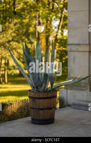 Grande plante d'agave avec de longues feuilles vertes pointues poussant dans un pot de tonneau en bois sur une terrasse en pierre près du mur du bâtiment historique dans le parc de la ville le jour d'automne Banque D'Images