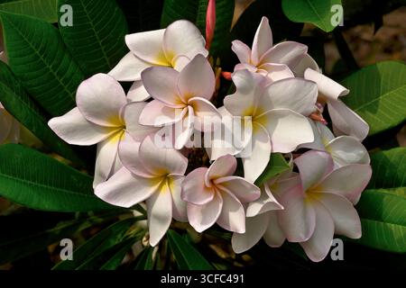 Une seule fleur blanche, rose et jaune de Plumeria Rubra ou Frangipani encadrée dans des feuilles à la lumière douce du soleil Banque D'Images
