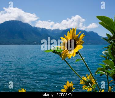 Vue depuis le front de mer de Montreux en Suisse en été Banque D'Images