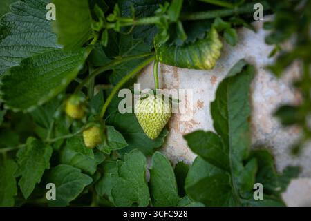 Fraise verte non mûre poussant sur la plante Banque D'Images