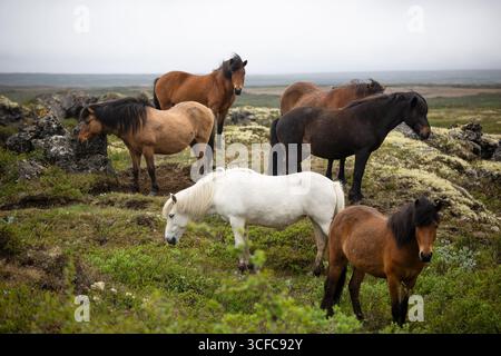 Troupeau de chevaux islandais qui paissent sur une prairie brumeuse à la campagne Banque D'Images