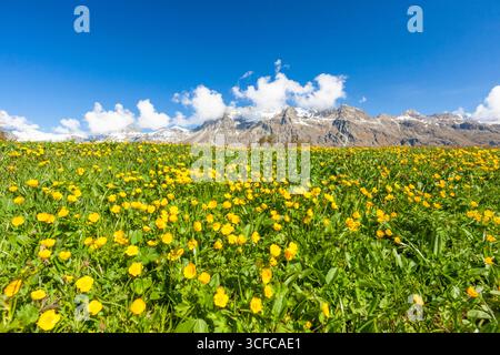 Papillons jaunes en fleurs, Alpes suisses Banque D'Images