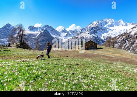 Femme avec chien beagle sur les prairies alpines fleuries Banque D'Images