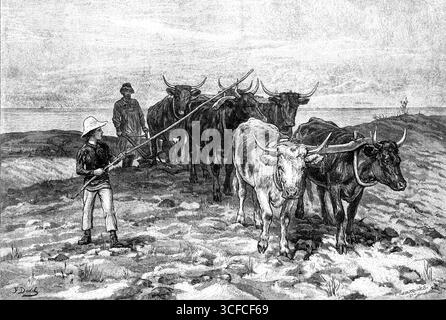 Labourage sur les Sussex Downs, 1881. La pratique de l'agriculture dans certains districts des comtés du sud, à une cinquantaine de miles de la métropole, est encore assez en retard sur l'âge. Une équipe de boeufs peut encore être vue dessinant la charrue, pour briser de nouvelles terres pour la culture des terres arables... nous ne pouvons douter que quelque chose peut être dit en faveur de l'utilisation de la force bovine, sur le plan économique, dans certaines situations locales ; et on peut supposer que l'agriculteur connaît son entreprise au moins aussi bien que n'importe quel londonien pourrait le deviner pour lui. La vue est, néanmoins, l'une des rares occurrences chez certains Banque D'Images