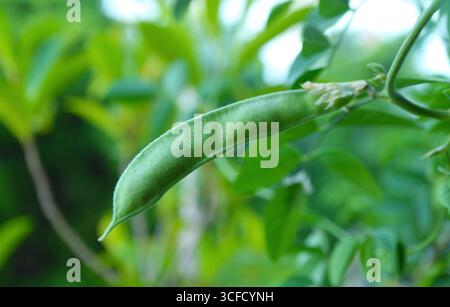 Gros plan d'un pois papillon ou d'une fleur de pois bleu sur son arbre Banque D'Images