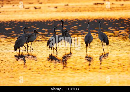Grue commune (Grus grus) silhouettée dans les eaux peu profondes à l'aube. Vallée de Hula, Israël Banque D'Images