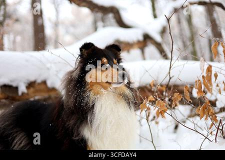 Beau chien collie rugueux aux cheveux longs posant dans la forêt enneigée Banque D'Images