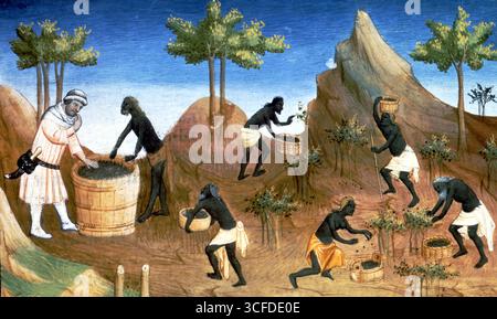 Récolte de poivre. Les voyages de Marco Polo à l'est au XIVe siècle ont captivé l'imagination de l'Europe. L'illustration est l'interprétation imaginée par un artiste occidental d'une récolte de poivrons tirée du manuscrit français du XVe siècle le uvre des merveilles de Marco Polo. Extrait de Spice of Life de Sheldon Greenberg et Elizabeth Lambeth Ortiz page 44. Marco Polo (1254-1324) était un commerçant et explorateur vénitien qui, avec son père Niccolò et son oncle Maffeo, fut l'un des premiers occidentaux à parcourir la route de la soie vers la Chine (qu'il appelait Cathay). Il a visité le Banque D'Images