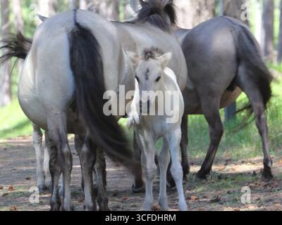 Le Konik (polonais : konik polski ou konik biłgorajski) ou cheval primitif polonais est un petit cheval semi-sauvage originaire de Pologne Banque D'Images