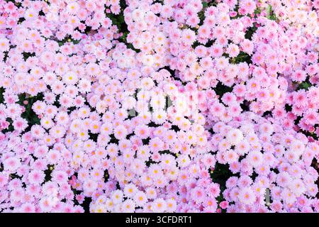 Le motif chrysanthème dans le parc de fleurs. Grappe de fleurs de chrysanthème rose. Banque D'Images